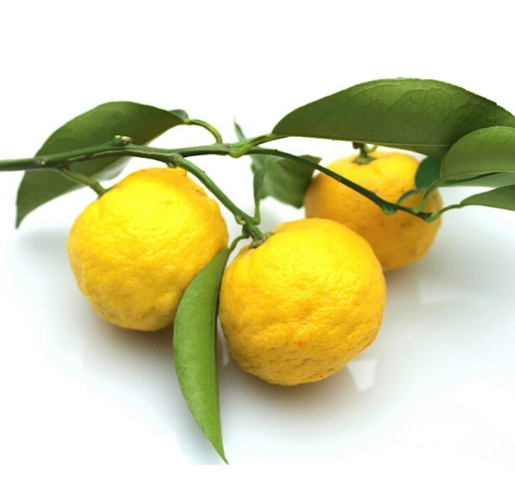 California only! Yuzu Semi-Dwarf Tree (24-36″ tall), grafted, No ship Az, Tx, Fl