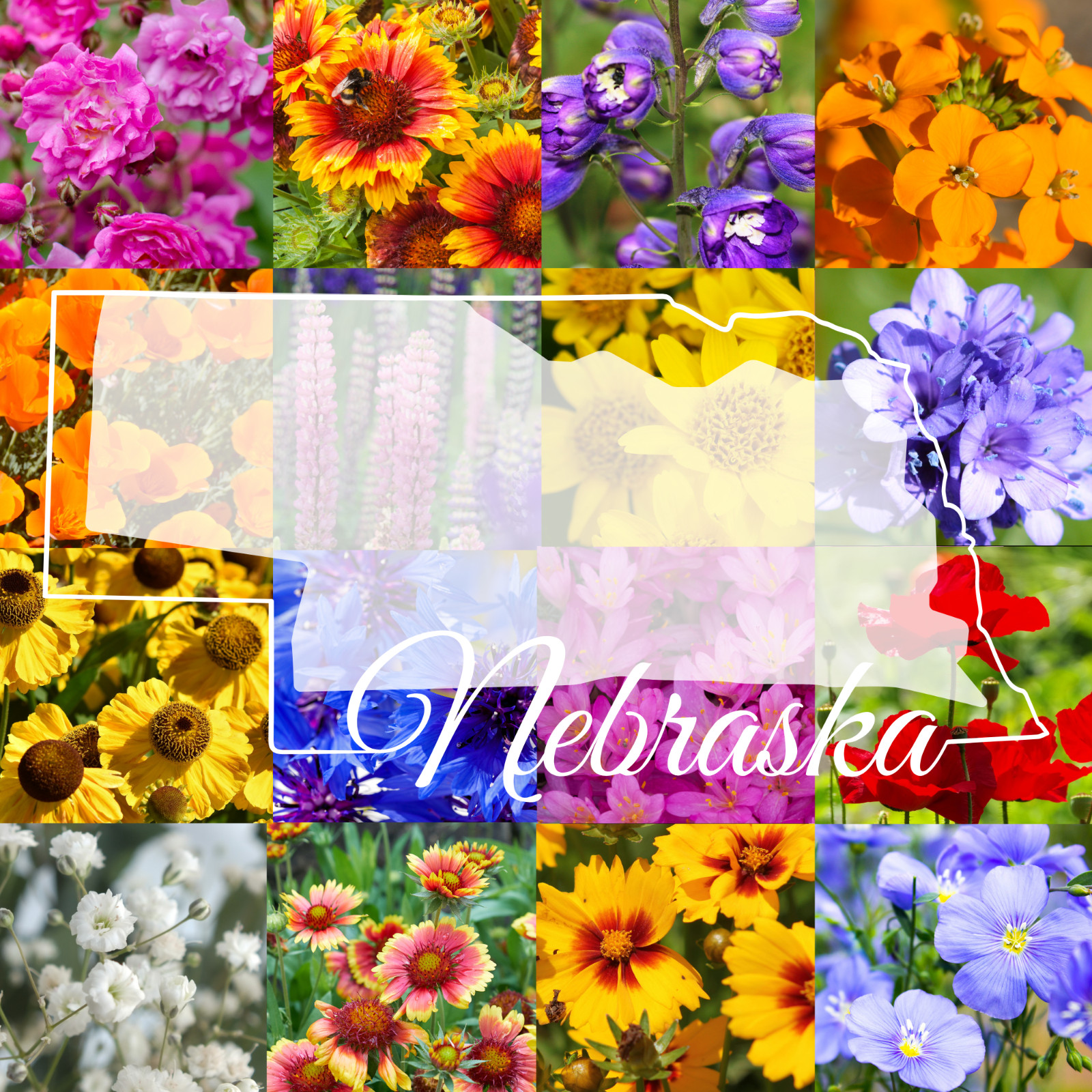 1/2 Pound Western Nebraska Bulk Wildflower Seed Mix 1/2lb Covers 1,600sq-ft