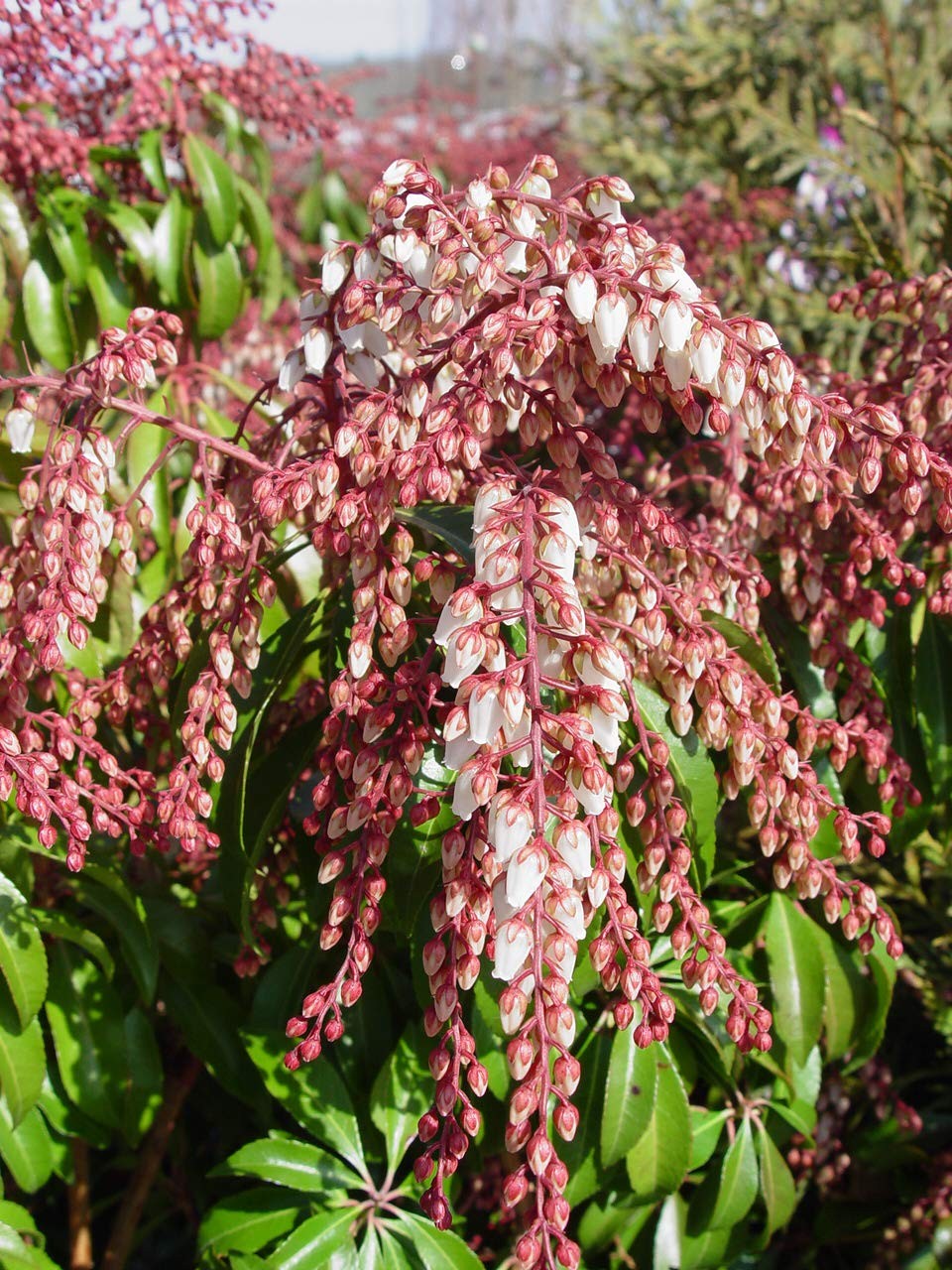 Green Promise Farms Pieris Japonica Dorothy Wycoff Andromeda Evergreen 3-Size