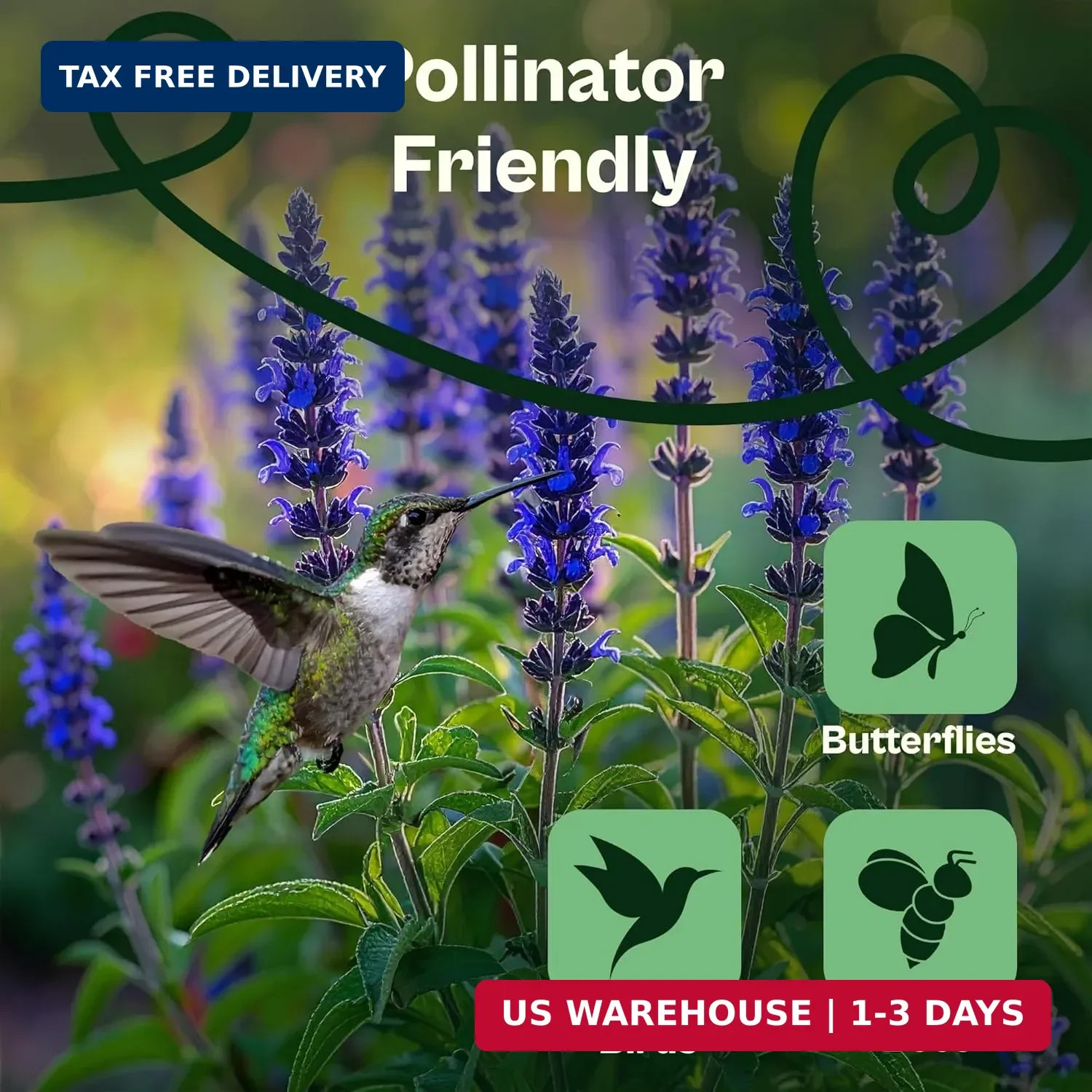 SVI 1000 Blue Sage Seeds for Planting (Salvia farinacea) – Heirloom Sage, Salvia