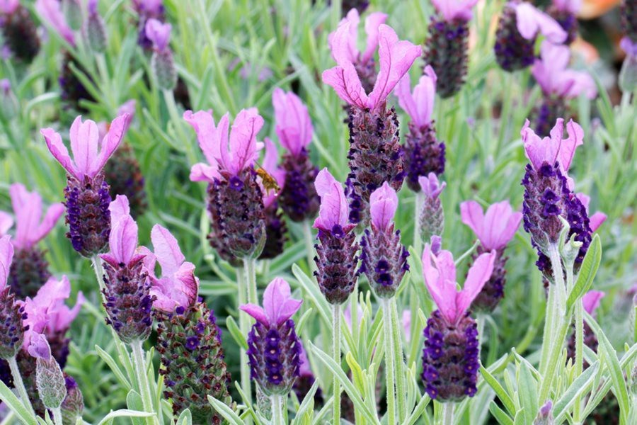 200+ PNW Spanish “Butterfly” Lavandar * Seeds Only * Small Batch Organic
