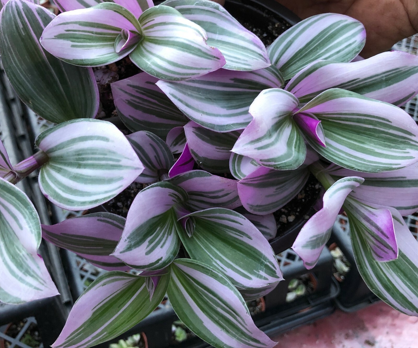 TRADESCANTIA ‘NANOUK’ (PINK WANDERING JEW) TRADESCANTIA FLUMINENSIS 2 1/4 INCH