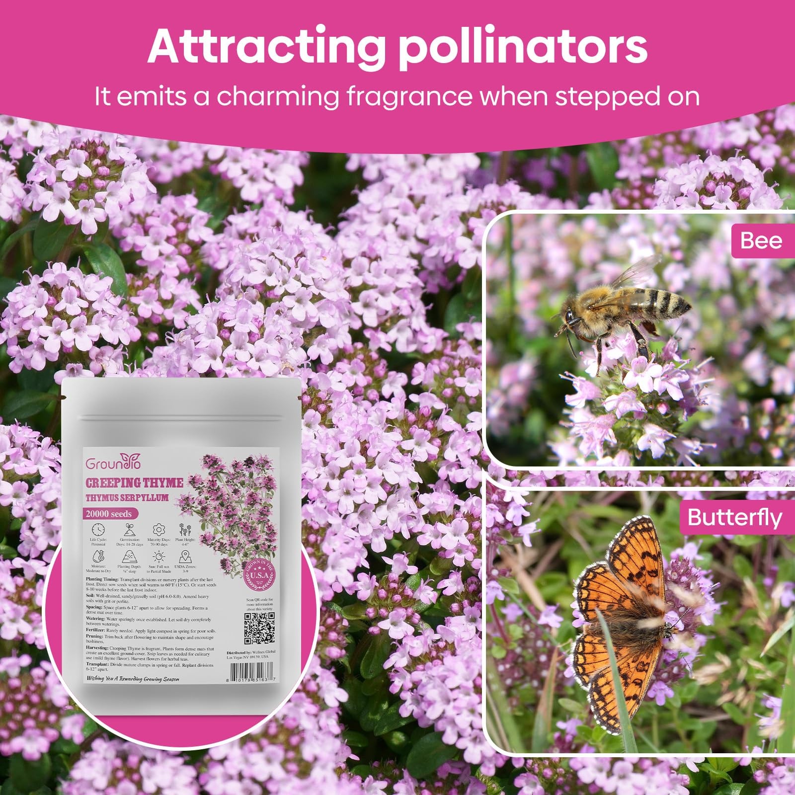 20000+ Creeping Thyme Seeds for Ground Cover, Low Maintenance Perennial Plant