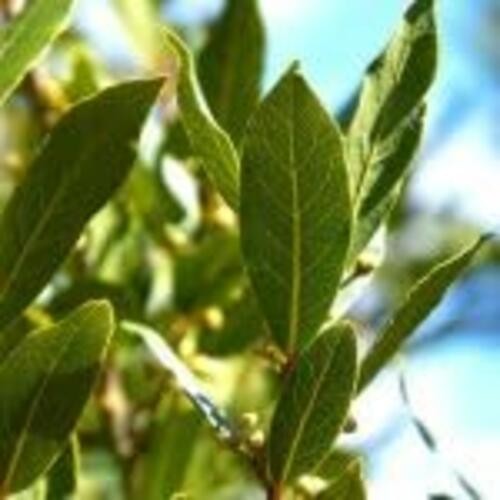 PLANT NOOK Sweet Bay Leaf Tree Live Plant Starter Plug 2-Pack | Bay Laurel