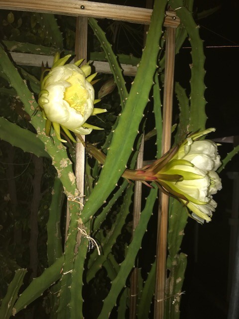 Gaint Yellow Dragon Fruit Pitaya Selenicereus 7″-10″ (2) pieces