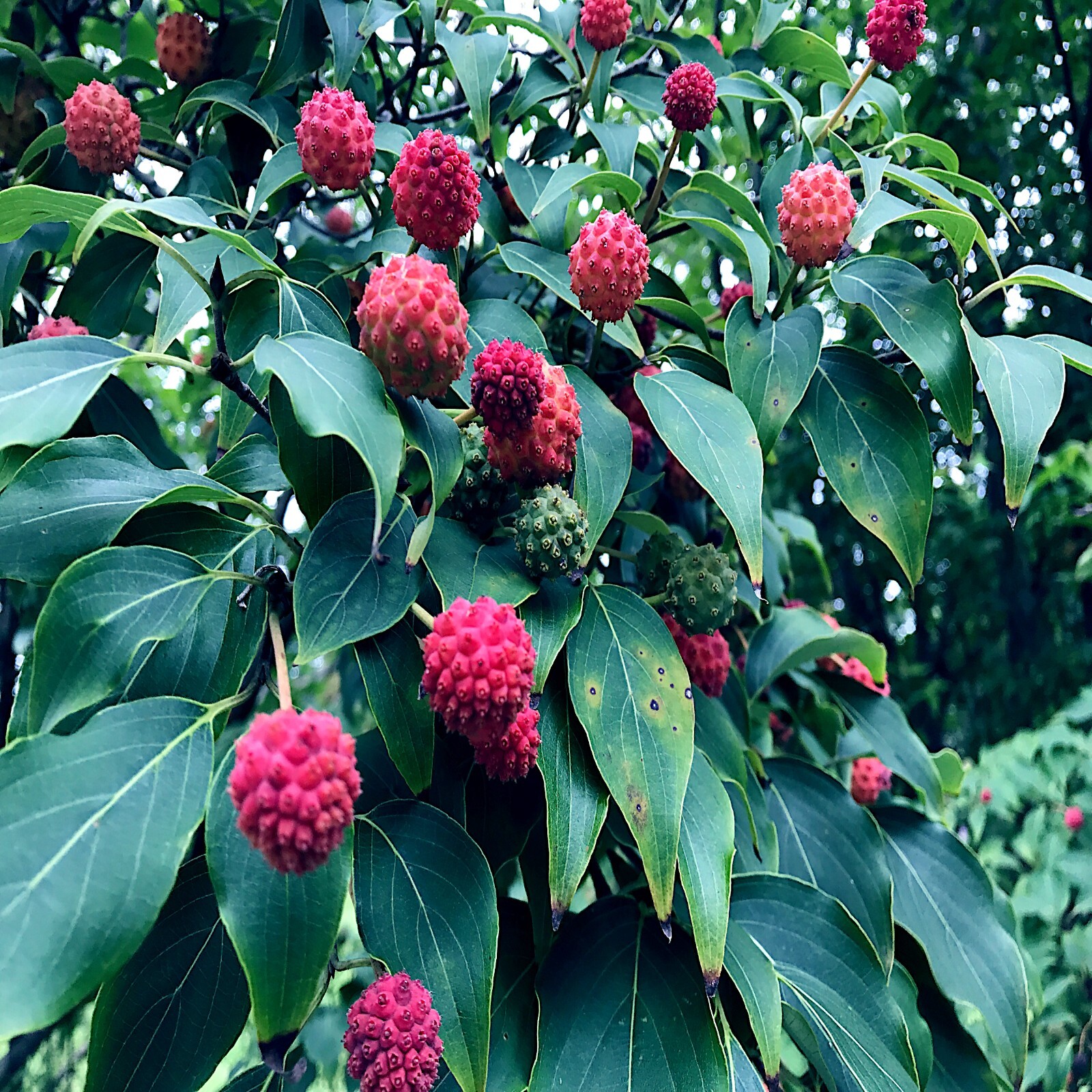 KOUSA DOGWOOD TREE SEEDS Chinese Milky Way Hardy-5 White Flower Red Fruit Plant