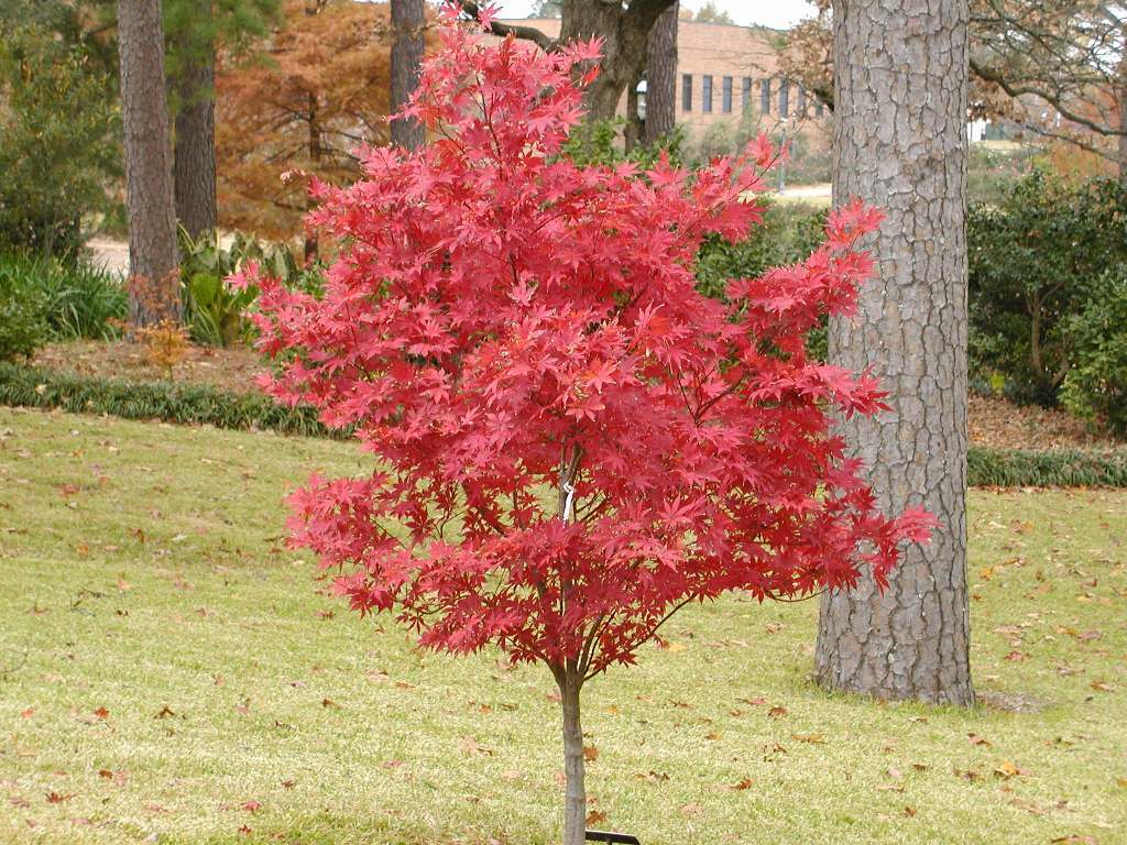 Japanese Maple, Acer palmatum, Tree Seeds (Fall Colors, Fast, Hardy, Bonsai)