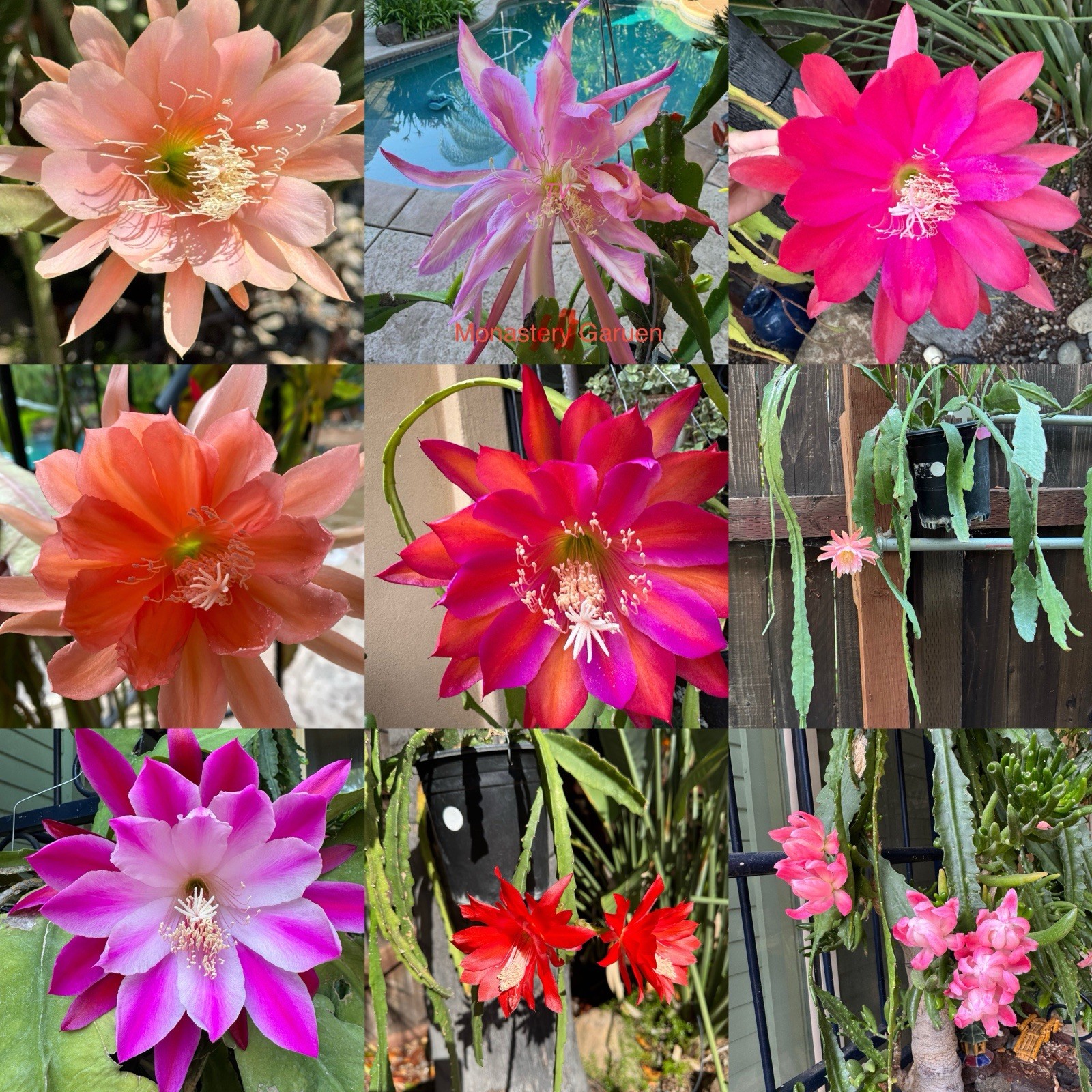 10 +2 Mystery Color NOID Epiphyllum Orchid Cactus Cuttings, 7-10in. Long