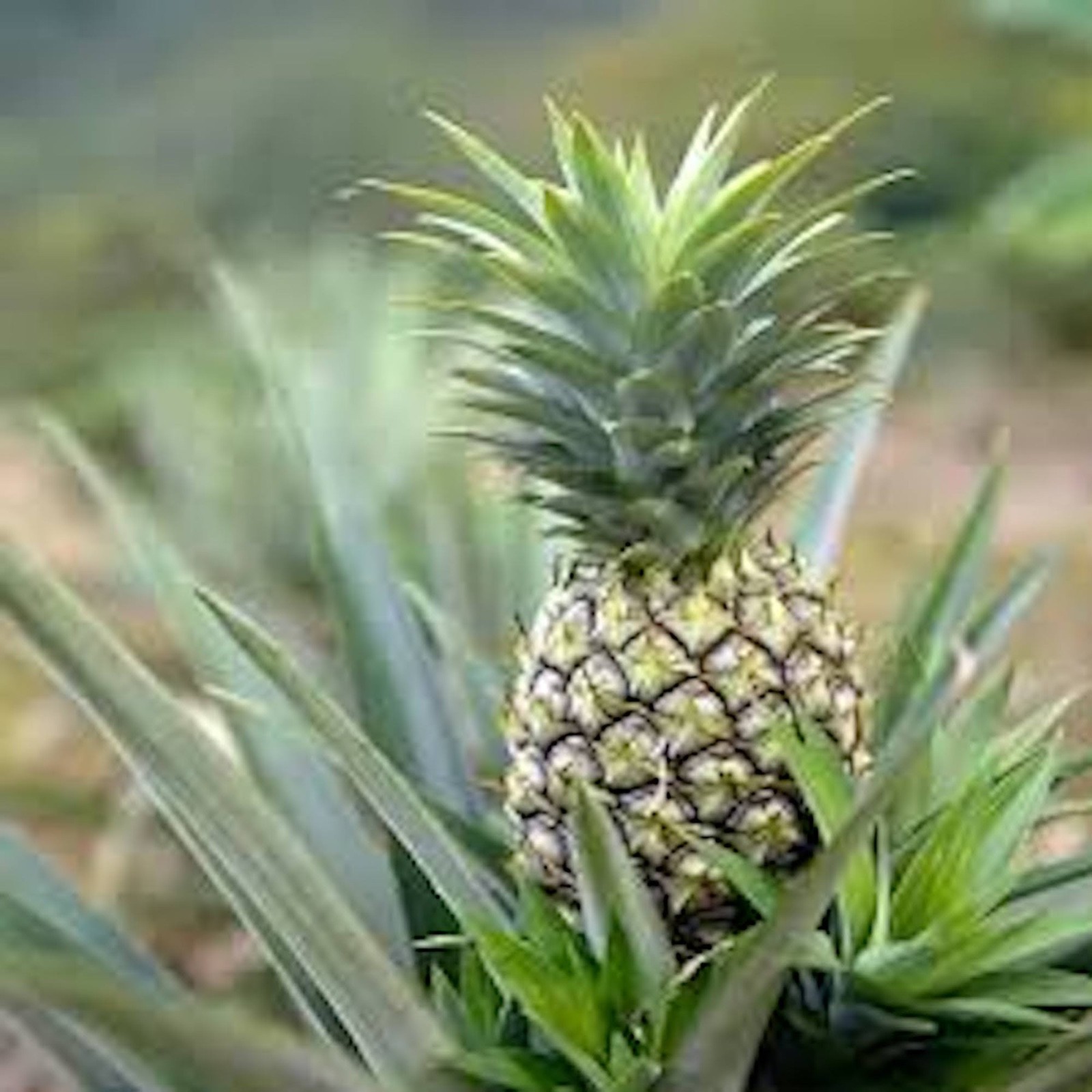 1 Florida Special Pineapple Plant Ananas Comosus Live Starter Fruit Plant