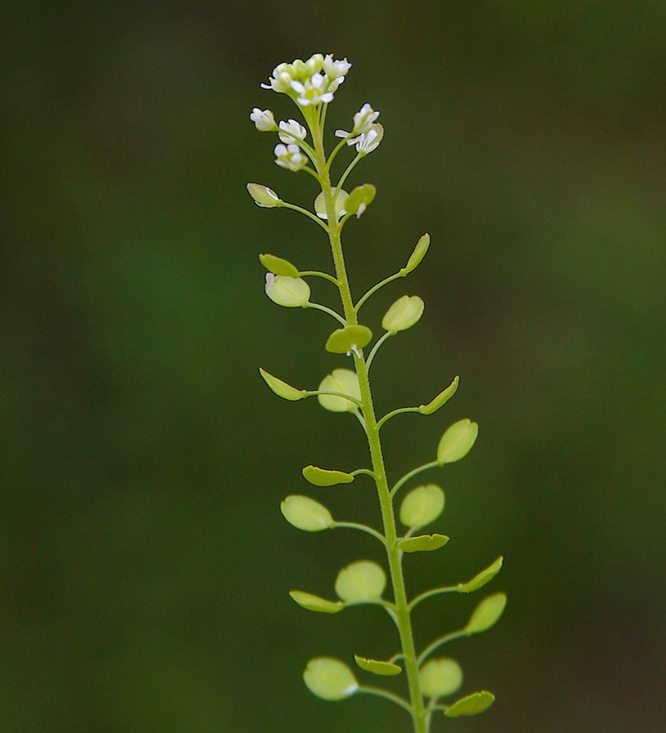 100+ Native Pepper Spice Seeds | Lepidium virginicum) Peppergrass, Pepperweed