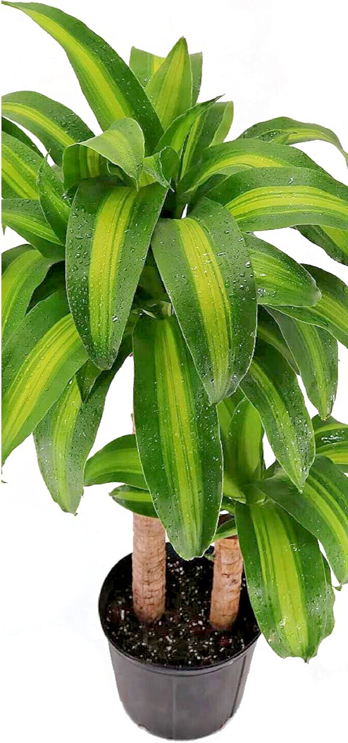 Fresh Cutting Dracaena Massangeana Fragrans Corn Plant Palo de Agua Brazil Wood