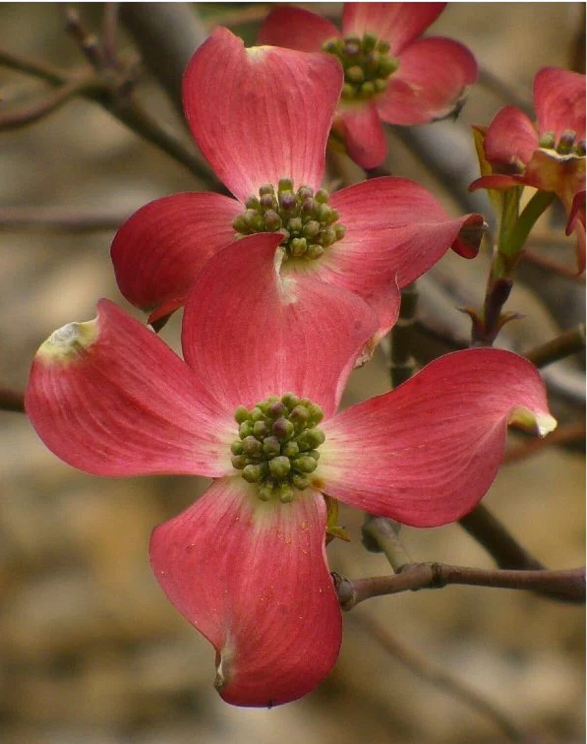 Cornus Florida Red Flowering DOGWOOD Seeds