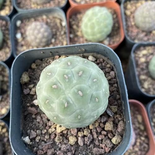 Tephrocactus Geometricus Paper Spine Cactus, Unrooted Cutting Succulent