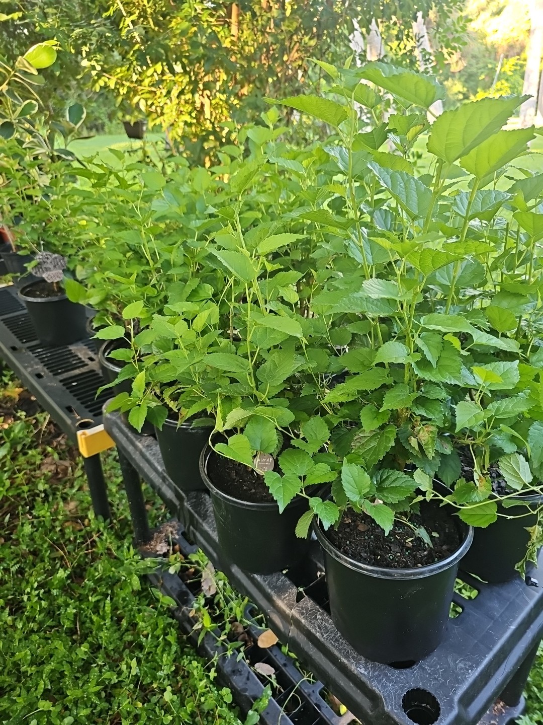 Large Dwarf Black Mulberry Morus Nigra Everbearing Live Plant Well Rooted