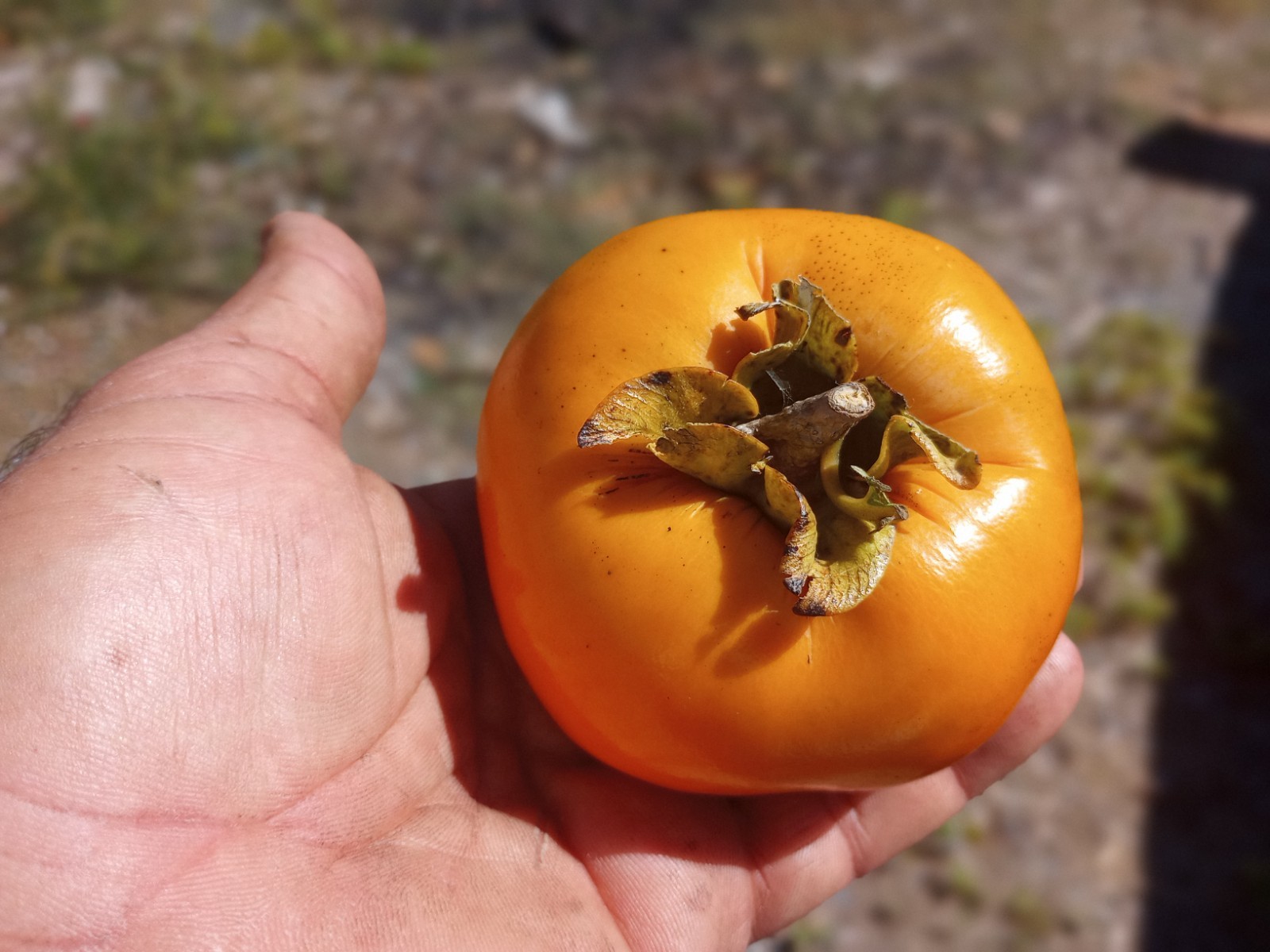 10 PCS FUYU TOMATO SHAPE PERSIMMON TREE UNROOTED CUTTINGS 8″ Long For Grafting