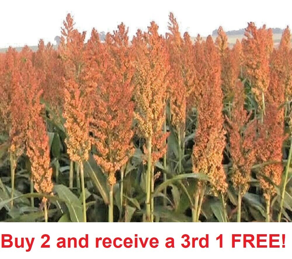 800-1000 Sorghum Seeds Rox Orange Syrup Cane Non-GMO Heirloom