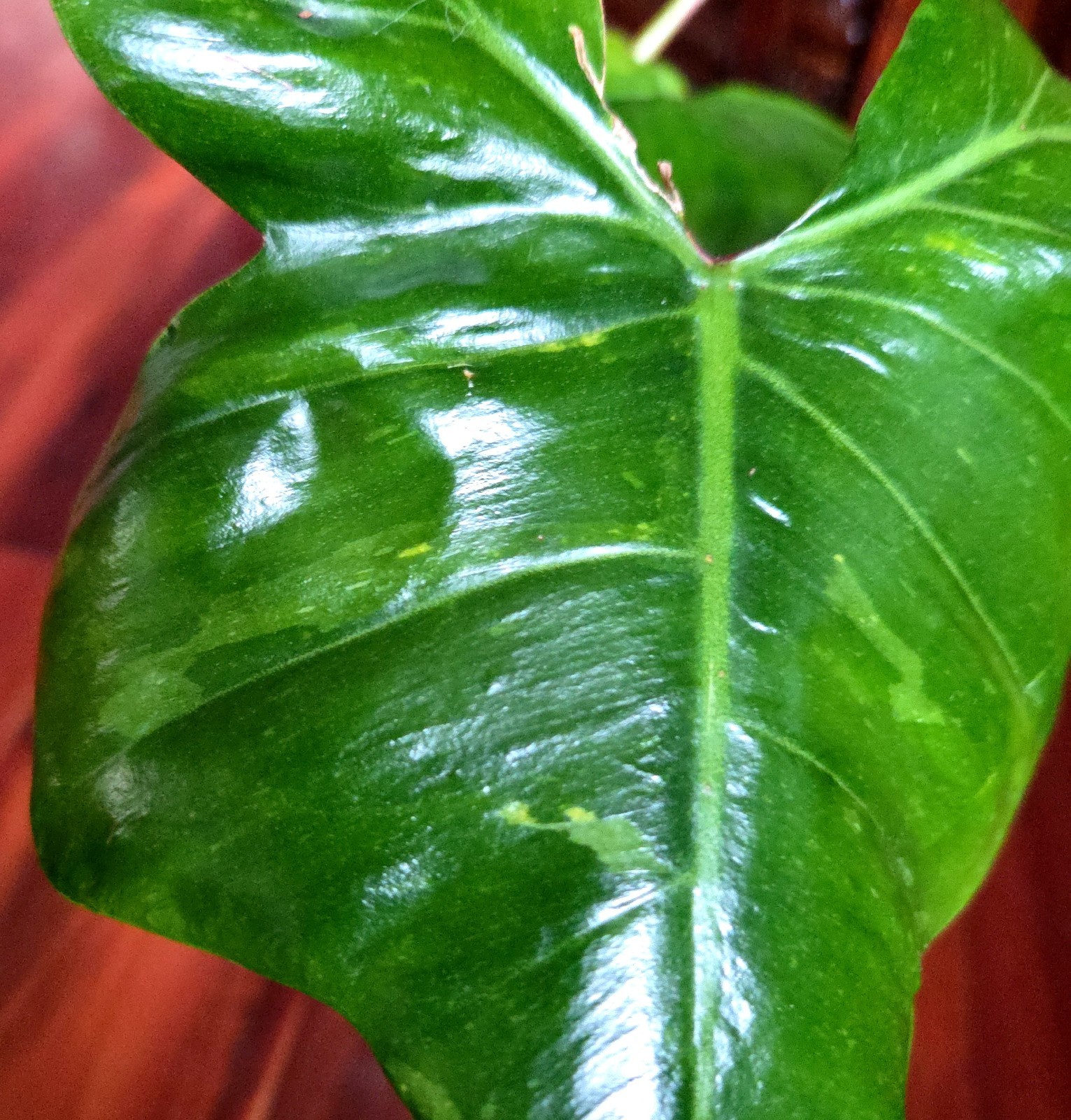 Rare Philodendron Minty GOG Florida Beauty X Radiatum 22″ Tall Not Monstera