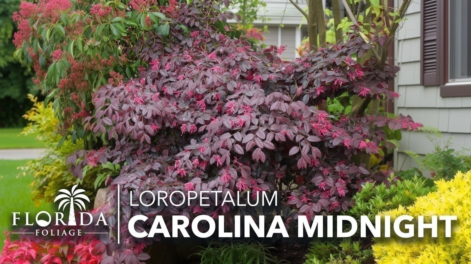 Loropetalum Carolina Midnight | Live Plants | Chinensis Rubrum | Evergreen…