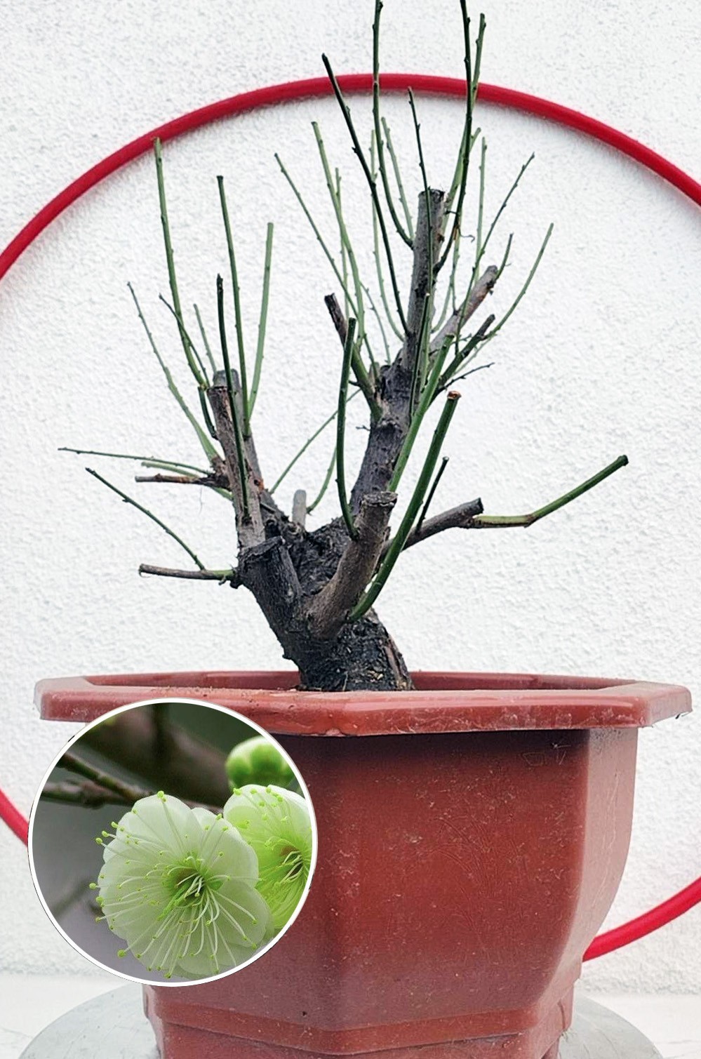 Plum Blossom 20+ year old Bonsai Green Plum Blossom 绿萼梅 with buds