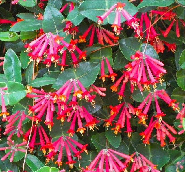 ~MAJOR WHEELER~HONEYSUCKLE VINE Lonicera Sempervirens ~POTTED 4-8″ STARTER PLANT