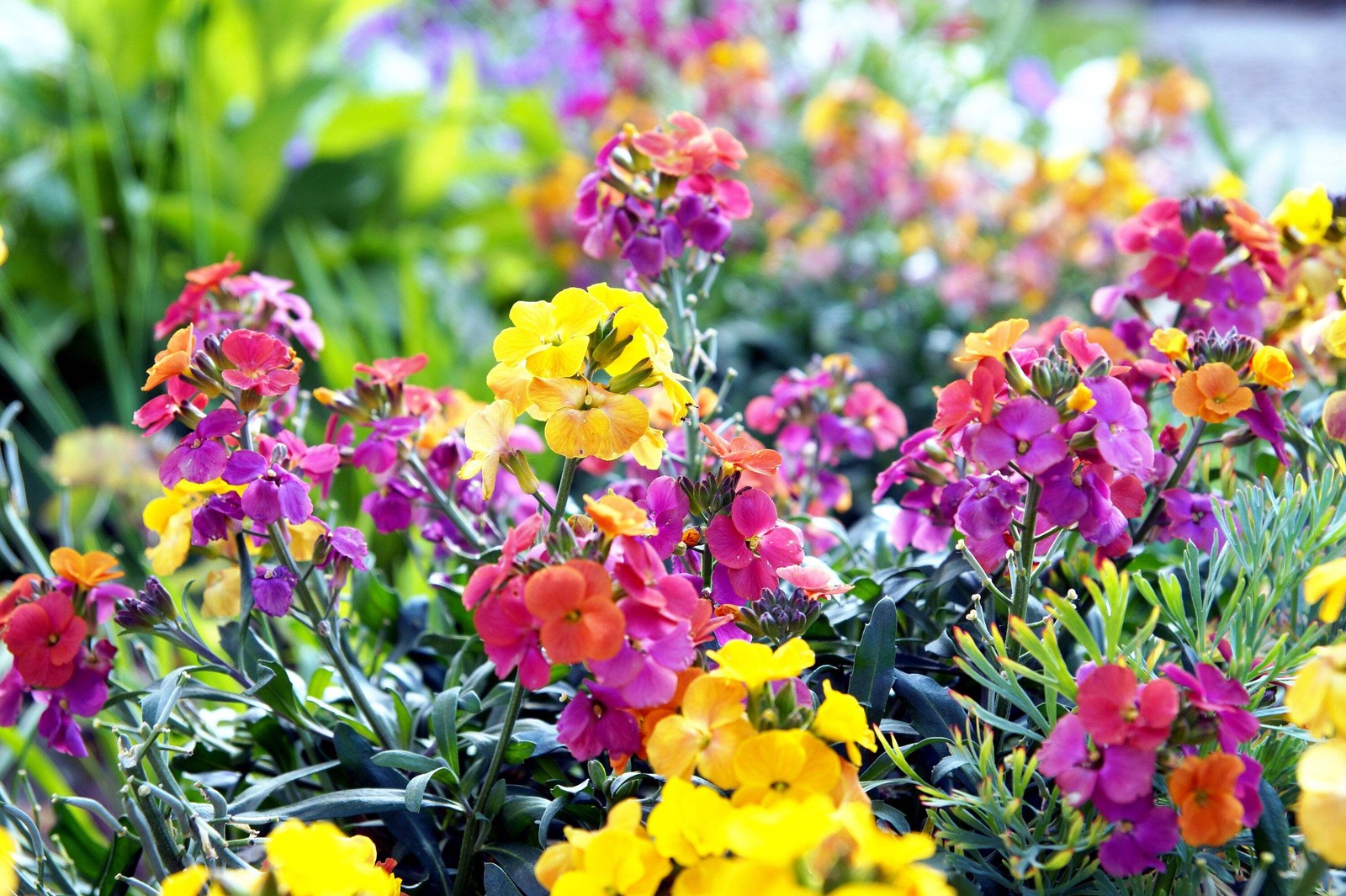 300 ENGLISH Aegean WALLFLOWER Cheiranthus Cheiri Seeds
