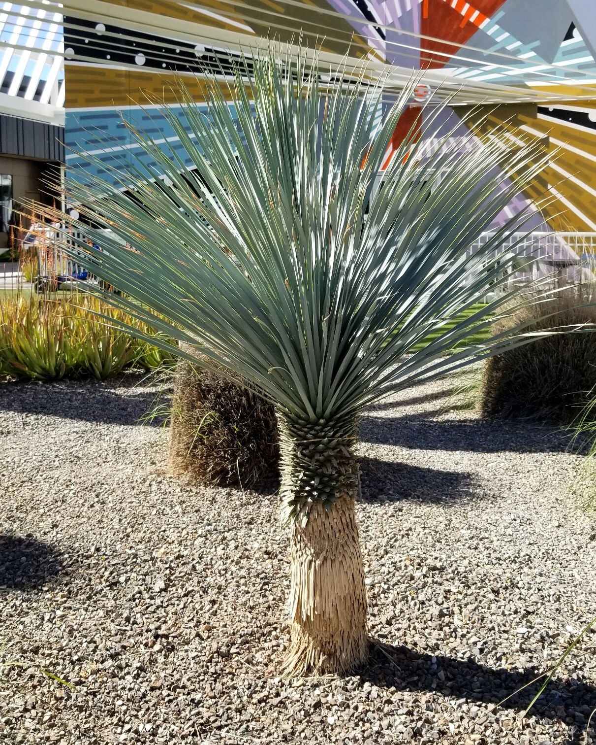 10 BLUE YUCCA TREE SEEDS (Yucca rigida) Exotic “RARE” Agave Cold Hardy~Zone 5