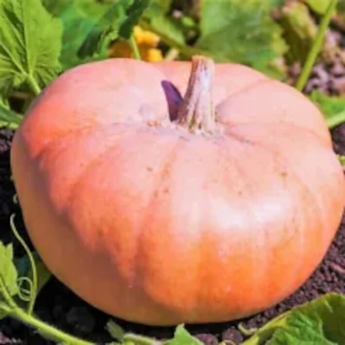 Pink Doll Pumpkin – 10 Seeds