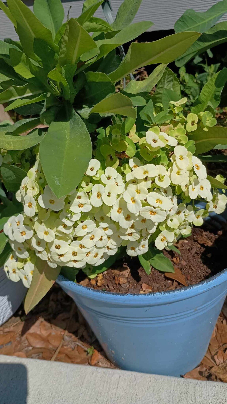 White Crown Of Thorns w/ Yellow Center Cutting (1 Count / No Roots)