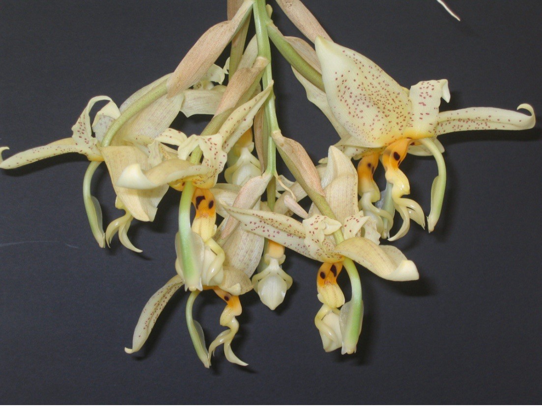 Stanhopea occulata Large Fragrant Ivory Yellow Red Spots Orchid Species 4” Pot