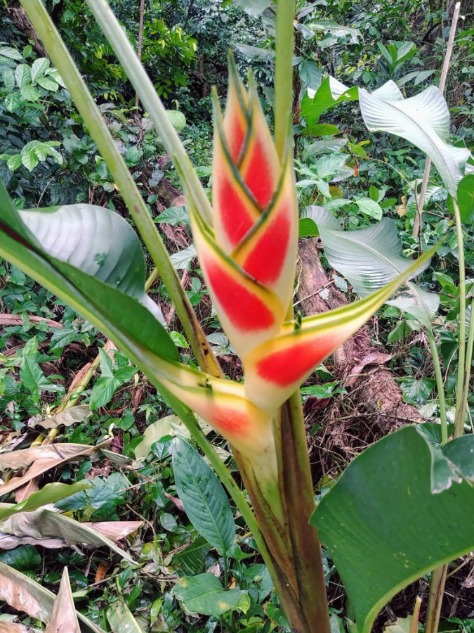 Set 2 The Wagneriana Lobster Claw Rhizomes – Live Tropical Flower Rhizomes