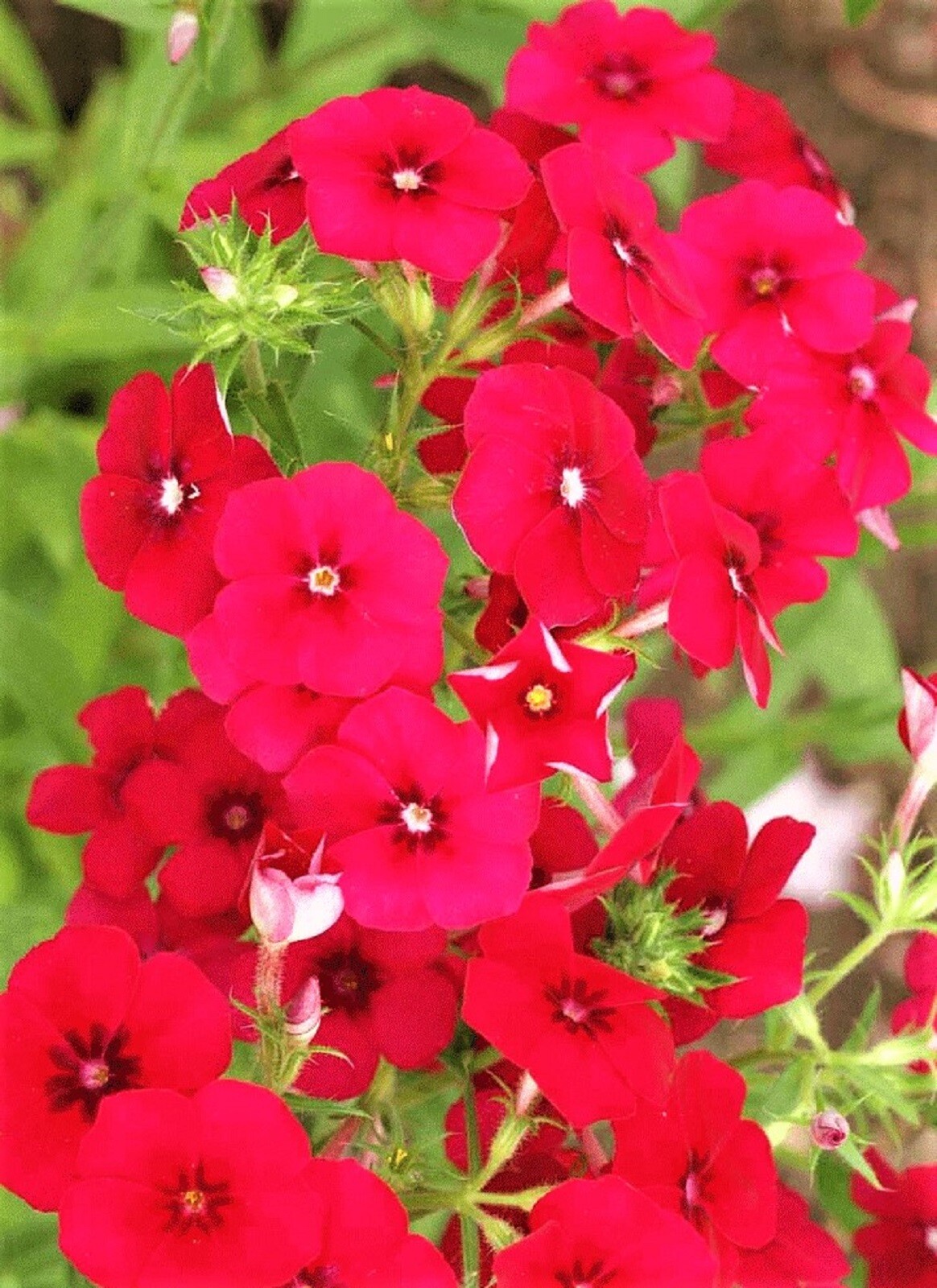 BEAUTIFUL Red Drummond Phlox Seeds NON-GMO 100+ SEEDS BUY 4 ITEMS FREE SHIPPING