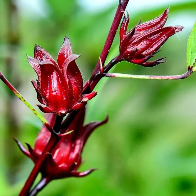 Roselle Seeds Hibiscus sab Jamaican Sorrel Florida Cranberry RARE LUOSHEN FLOWER