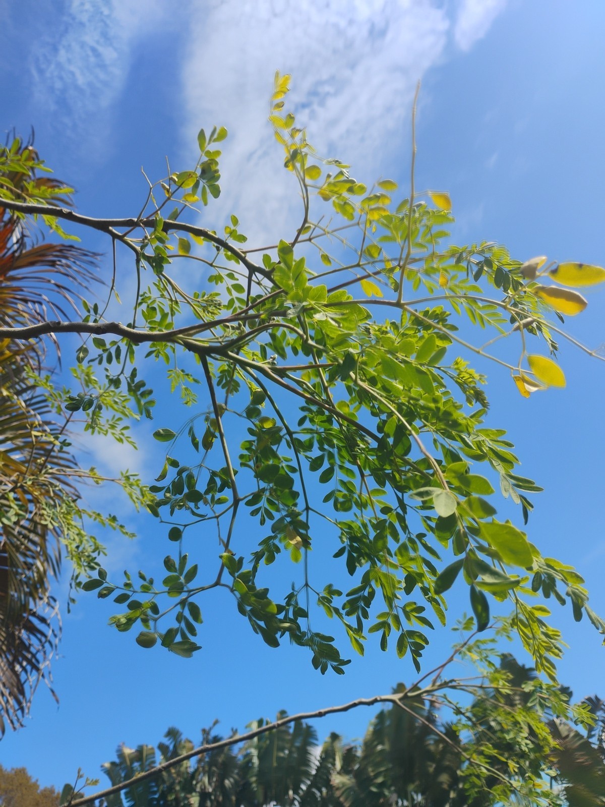 20 Florida FRESH Moringa Oleifera Tree Seeds for Planting Organic Fast Growing