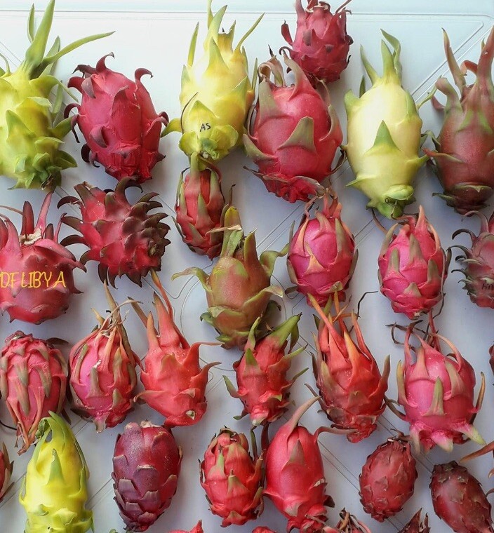 2 Dragon Fruit cuttings 8-12 inches long check The Description ￼ ￼