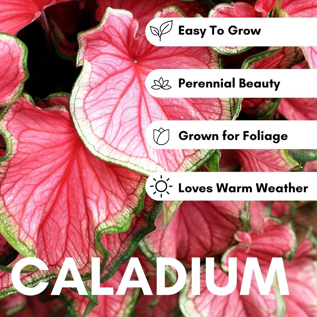 Pink Princess Caladium Bulbs for Planting – Beautiful Spotted Leafs Stand Out…