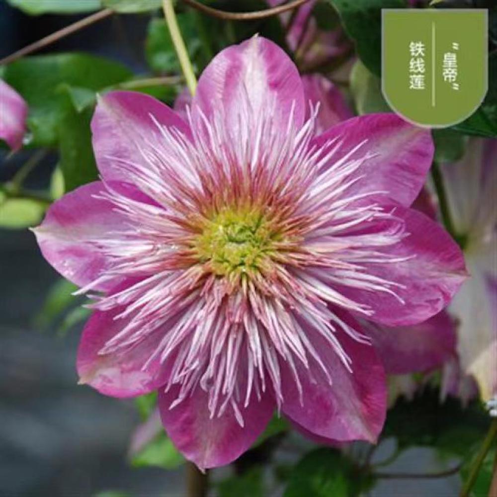 (10) CLEMATIS SEEDS rare exotic climber flower vine garden USA SELLER W/TRACK