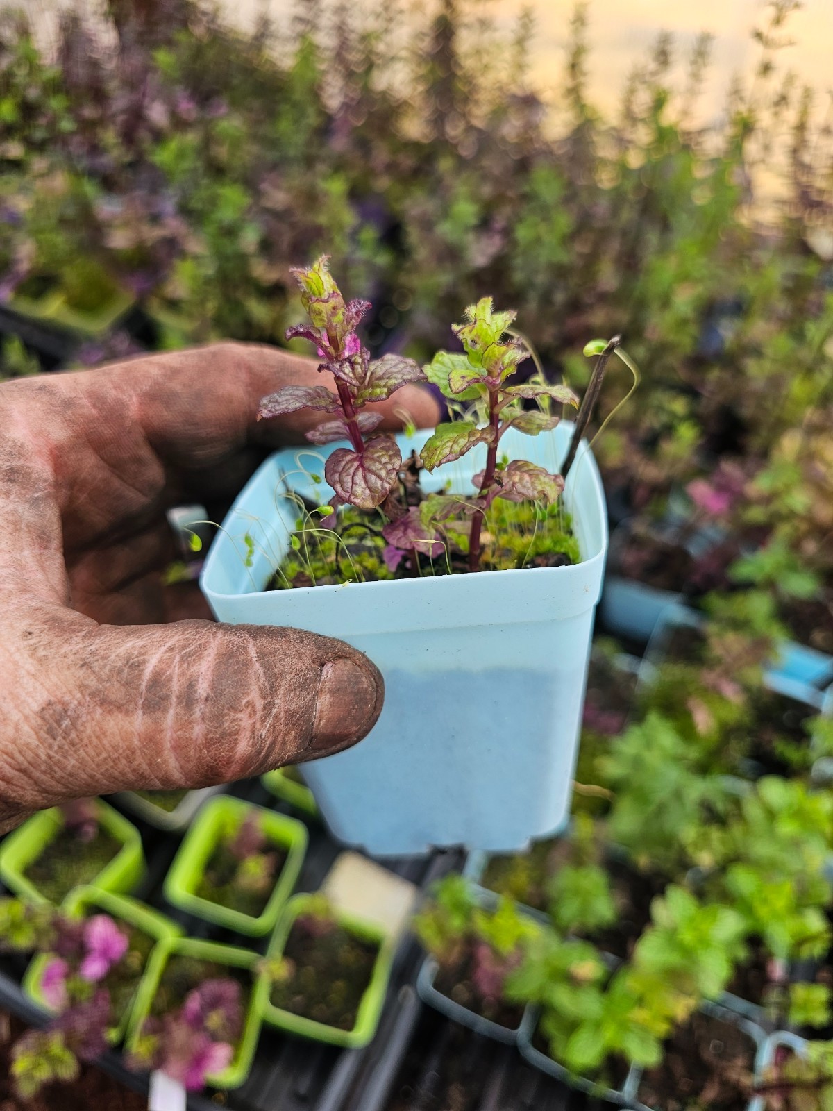 ULTIMATE 20 LOT VARIETY PACK EDIBLE LIVE MINT PLANTS 9 VARIETIES OR CUSTOMIZE