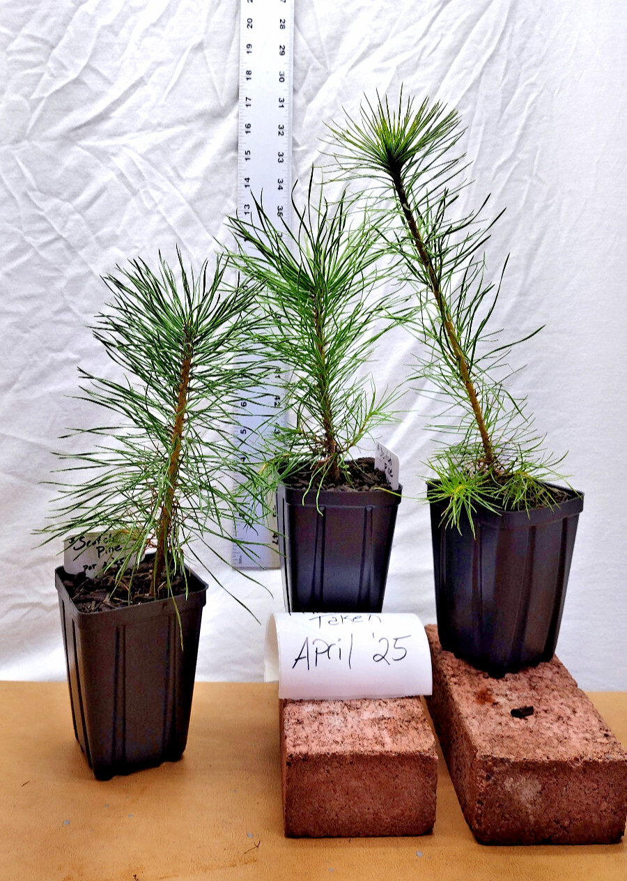 Scotch/Scots Pine. Pinus sylvestris. One year old tree in nursery pot ready for