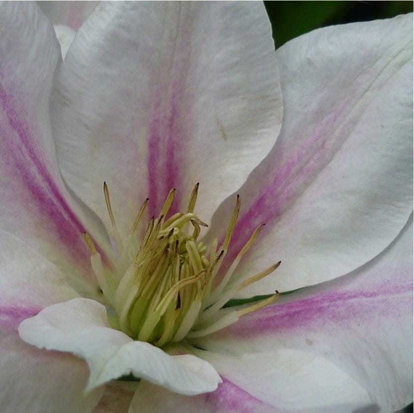 1 “Corinna” Clematis Starter Plant (Not Seeds) – US Seller