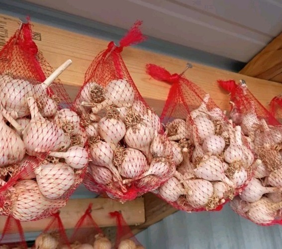 25 Organic German Red Hard neck Garlic Cloves For Planting 2026 USA