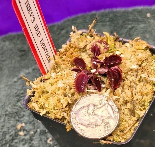 Venus Flytrap TREV’S RED DENTATE Young Division w/ Sundew Carnivorous Plant