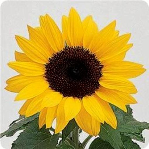 100 Dwarf Sunflower Seeds, Dwarf Yellow Pygmy, Heirloom Sunflower Seeds Non-Gmo