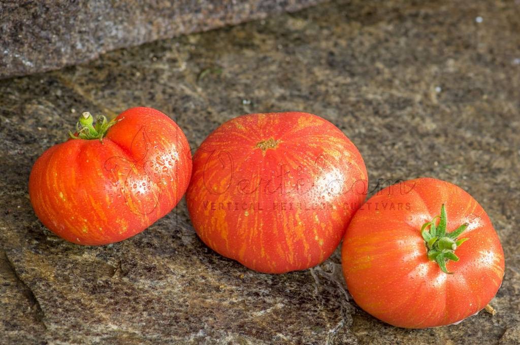 10 seeds DWARF Firebird Sweet Tomato Organic Rare Variety DTP beefsteak