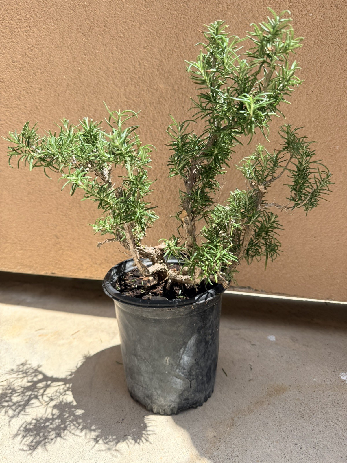 Rosemary Rosmarinus Pre Bonsai Nice Movement Trunk Flowers Fragrant