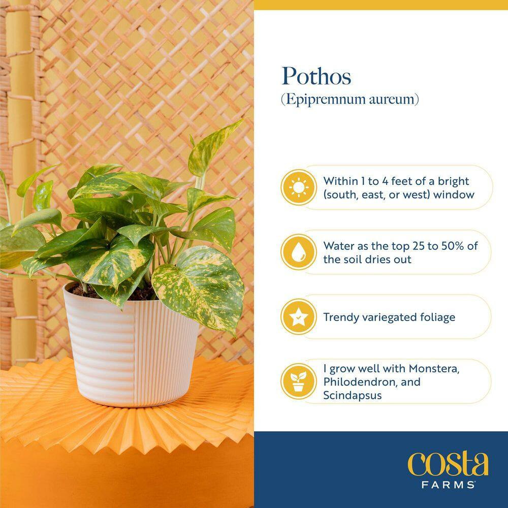 Golden Pothos Indoor Plant in 6 In. Grower Pot, Avg. Shipping Height 1-2 Ft. Tal
