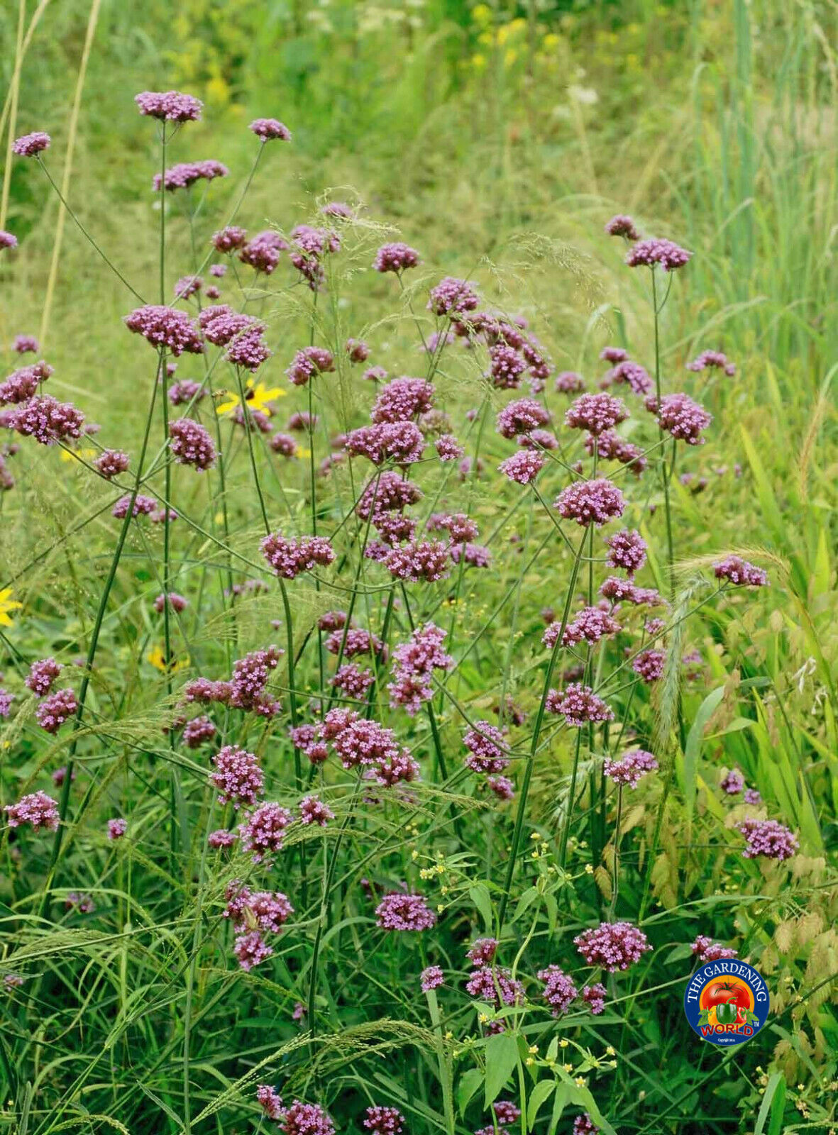 Purpletop VERVAIN Flower Seeds VERBENA Bonariensis (1000 to 5000 SEEDS)