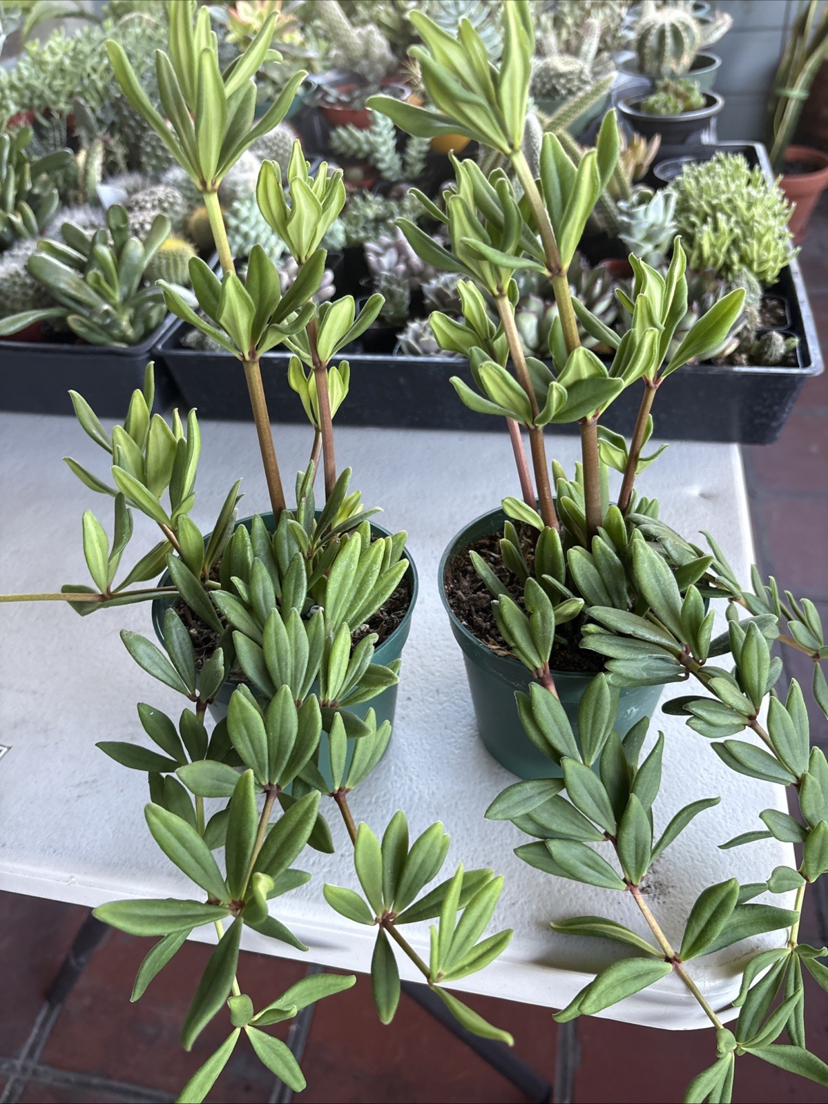 Peperomia () 3.5 In Pot Rare Succulent Live Plant
