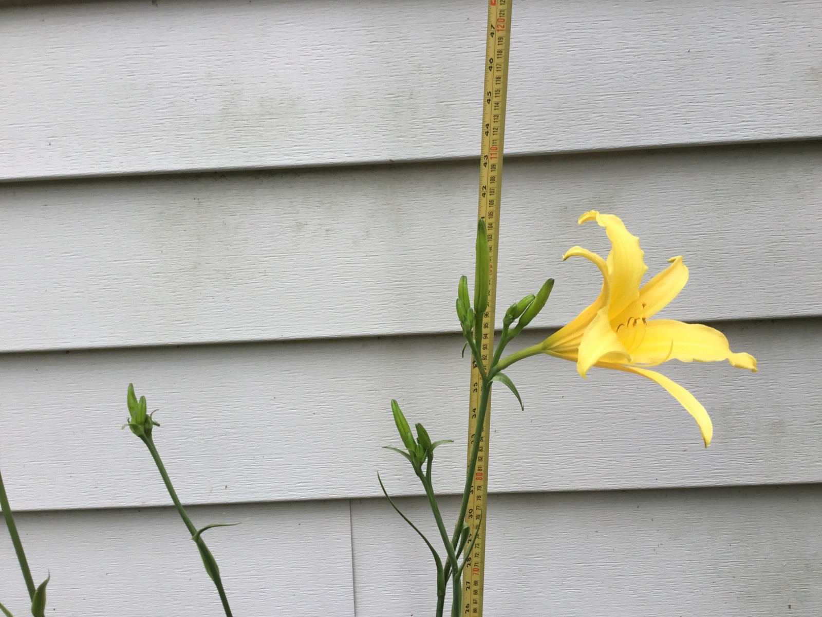 DAYLILIES – LARGE YELLOW FLOWERS APRIL-DECEMBER BLOOMS (3 “fans”)