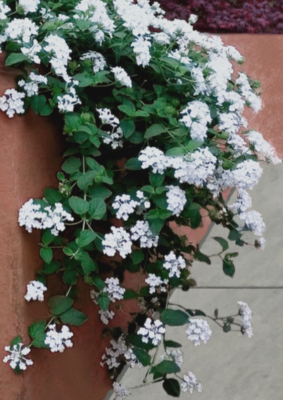 2 Live Trailing White Lantana Plant – 4–6″ Tall – Ships No Pot