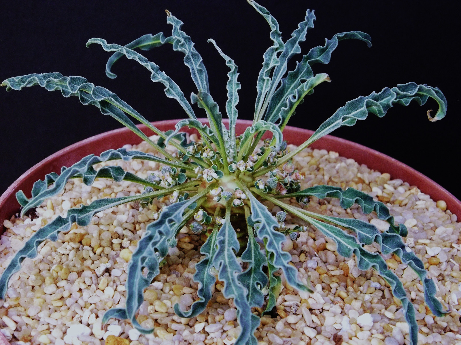 Euphorbia hadramautica, exotic rare madagascar bonsai cacti caudex seed 10 seeds